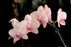 Cartagena (Colombia) Botanical Garden cruise excursion
